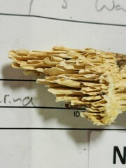 Subantrodia juniperina