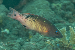Bodianus dictynna