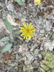 Hieracium murorum