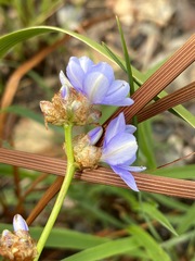Aristea torulosa