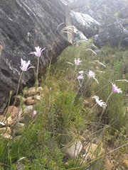 Knowltonia tenuifolia
