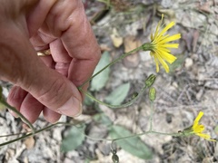 Hieracium murorum
