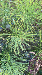 Equisetum telmateia