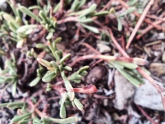 Limonium suffruticosum