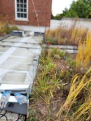 Agrostis perennans