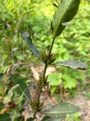 Hygrophila