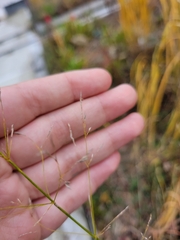 Agrostis perennans