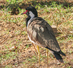 Vanellus indicus