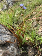 Aristea torulosa