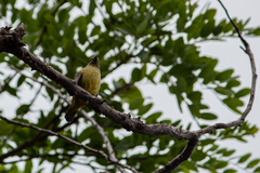 Euphonia affinis