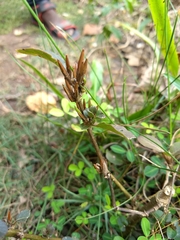 Hygrophila