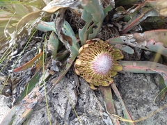 Protea laevis
