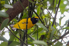 Euphonia affinis