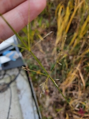 Agrostis perennans