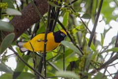 Euphonia affinis