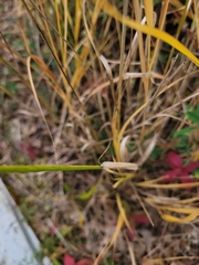Agrostis perennans