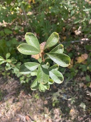 Sideroxylon lanuginosum