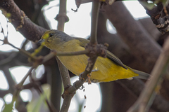Euphonia affinis
