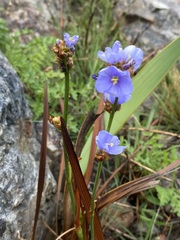 Aristea torulosa