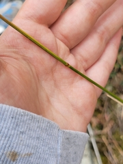 Agrostis perennans