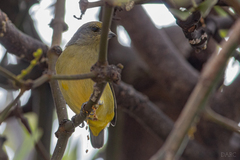 Euphonia affinis