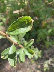 Sideroxylon lanuginosum