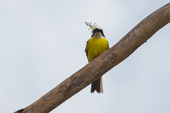 Megarynchus pitangua