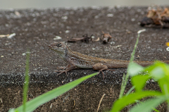 Anolis sagrei