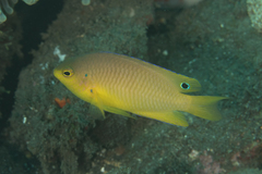 Pomacentrus amboinensis