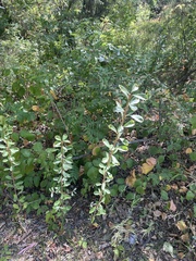 Sideroxylon lanuginosum