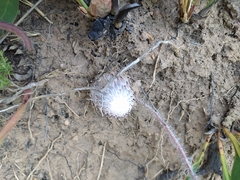 Protea scolopendriifolia