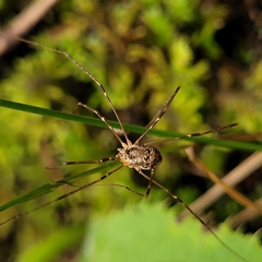 Amilenus aurantiacus