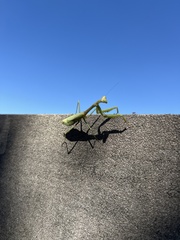 Mantidae