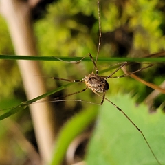 Amilenus aurantiacus