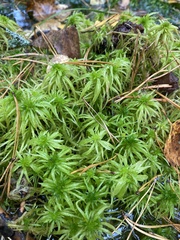 Sphagnum girgensohnii