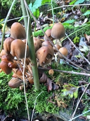 Coprinellus micaceus