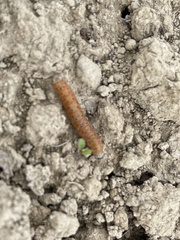 Saucrobotys futilalis