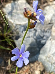 Aristea torulosa