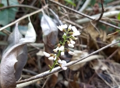 Derris trifoliata