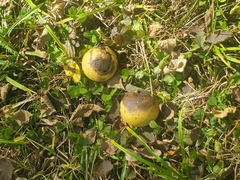 Juglans