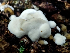 Antrodiella