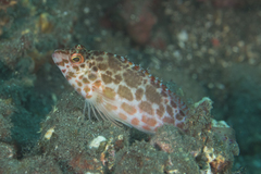 Cirrhitichthys aprinus