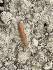 Saucrobotys futilalis