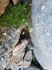 Mononeuria groenlandica