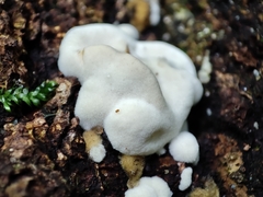 Antrodiella