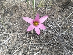 Romulea rosea