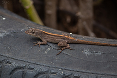 Anolis sagrei
