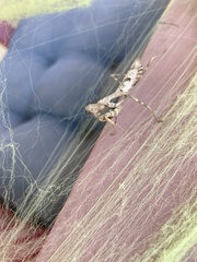 Stagmomantis carolina