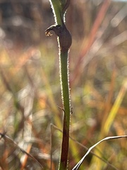 Spiranthes cernua