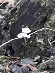 Mycena filopes